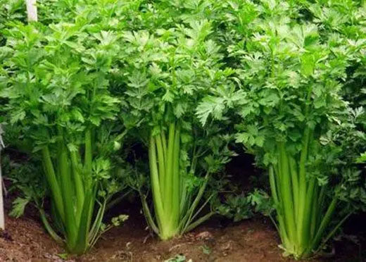 The use effect of on celery plant