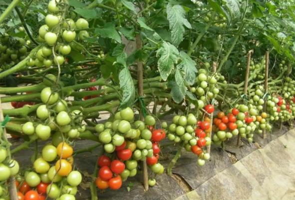 在番茄种植上的使用效果